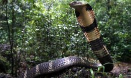 眼镜王蛇视频,惊心动魄的丛林猎杀